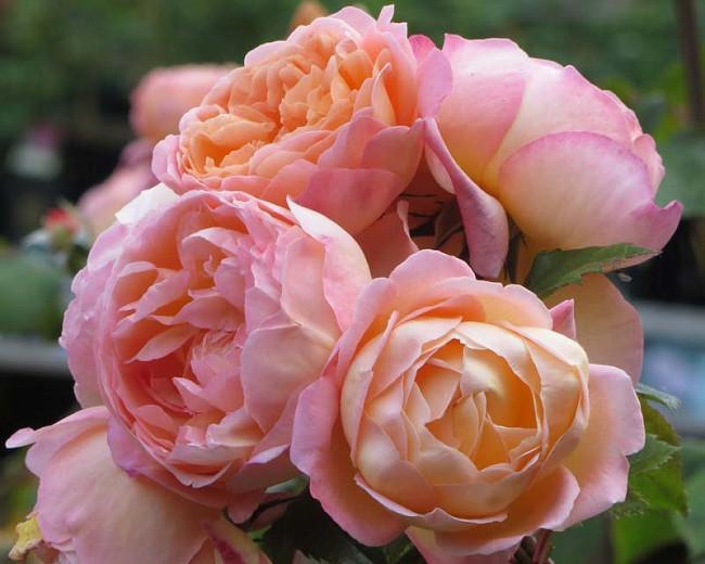 Rosa Lady Emma Hamilton, Rosa 'Lady Emma Hamilton', English Rose 'Lady Emma Hamilton', David Austin Rose, English Rose, Fragrant roses, Shrub roses, orange roses